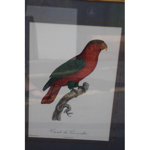 168 - 16 X COLLECTION OF VINTAGE EXOTIC BIRD PRINTS 
52 X 40CM