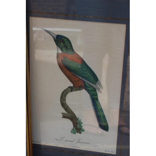 168 - 16 X COLLECTION OF VINTAGE EXOTIC BIRD PRINTS 
52 X 40CM