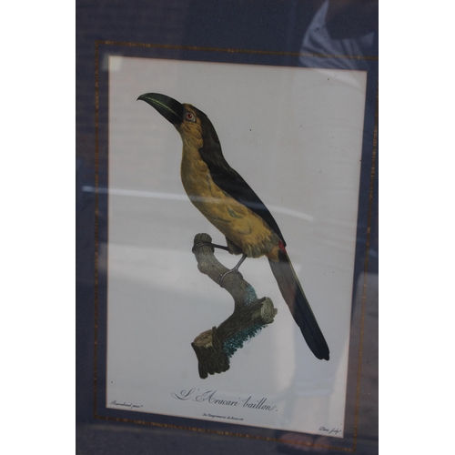 168 - 16 X COLLECTION OF VINTAGE EXOTIC BIRD PRINTS 
52 X 40CM