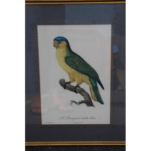 168 - 16 X COLLECTION OF VINTAGE EXOTIC BIRD PRINTS 
52 X 40CM