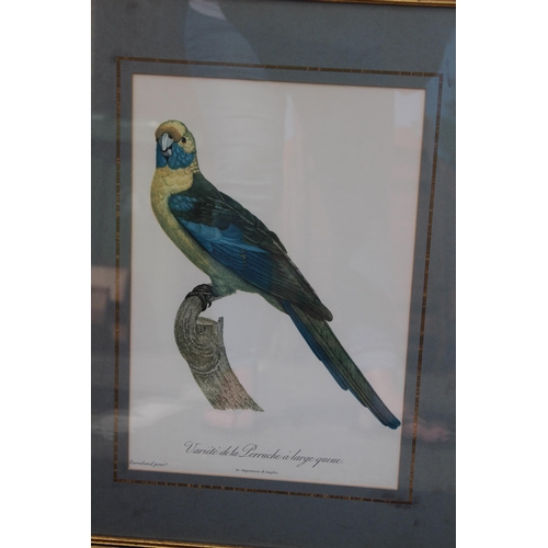 168 - 16 X COLLECTION OF VINTAGE EXOTIC BIRD PRINTS 
52 X 40CM