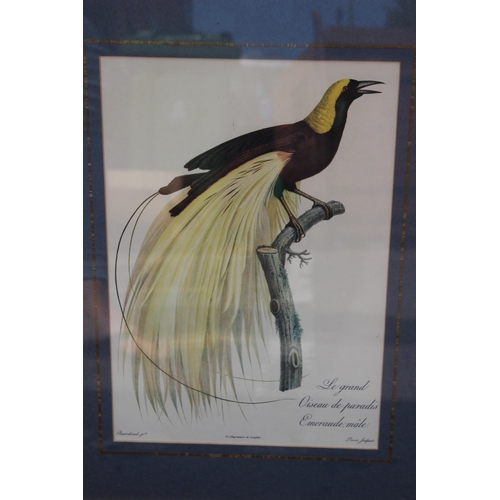 168 - 16 X COLLECTION OF VINTAGE EXOTIC BIRD PRINTS 
52 X 40CM