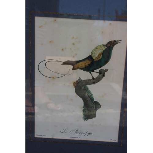 168 - 16 X COLLECTION OF VINTAGE EXOTIC BIRD PRINTS 
52 X 40CM