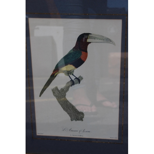 168 - 16 X COLLECTION OF VINTAGE EXOTIC BIRD PRINTS 
52 X 40CM