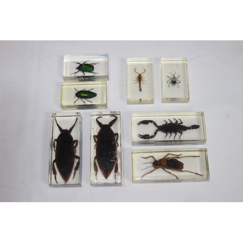 410 - SET OF CASED BUGS