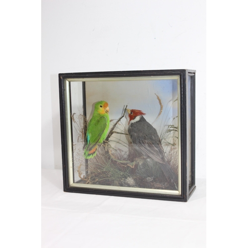 434 - CASED TAXIDERMY BIRDS 
28 X 12 X 26CM