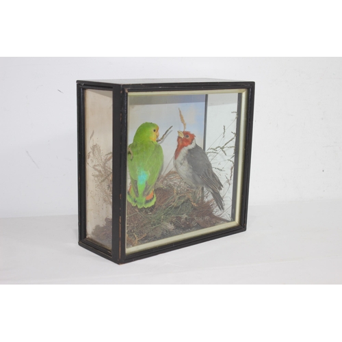 434 - CASED TAXIDERMY BIRDS 
28 X 12 X 26CM