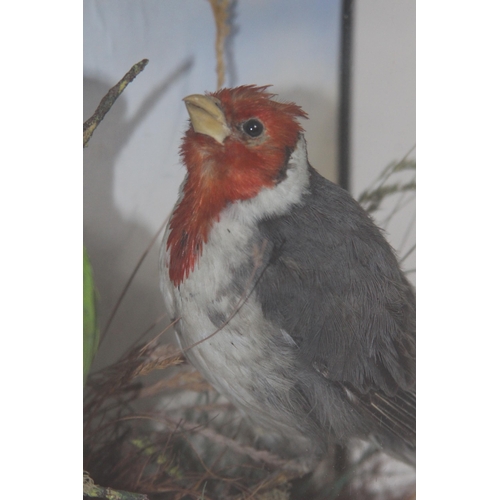 434 - CASED TAXIDERMY BIRDS 
28 X 12 X 26CM