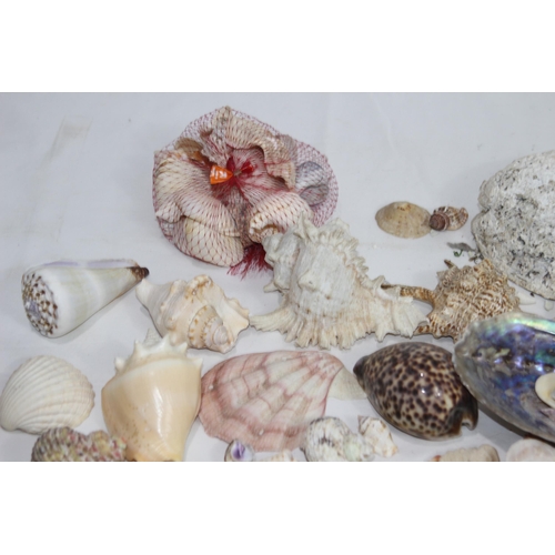 526 - BOX OF SEA SHELLS