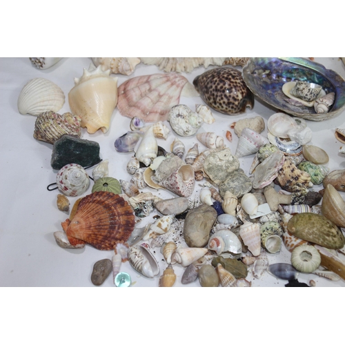 526 - BOX OF SEA SHELLS