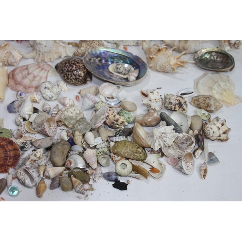 526 - BOX OF SEA SHELLS