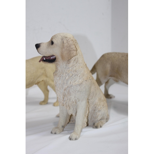 832 - 3 X LABRADOR FIGURES 
34CM