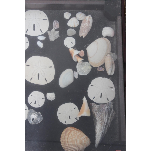 124 - DISPLAY TABLE WITH ASSORTED SHELLS 
60 X 40 X 45CM