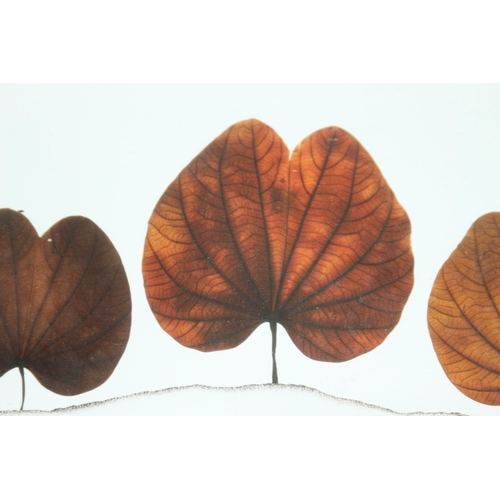 176 - SIGNED LEAVES PRINT 
42 X 32CM