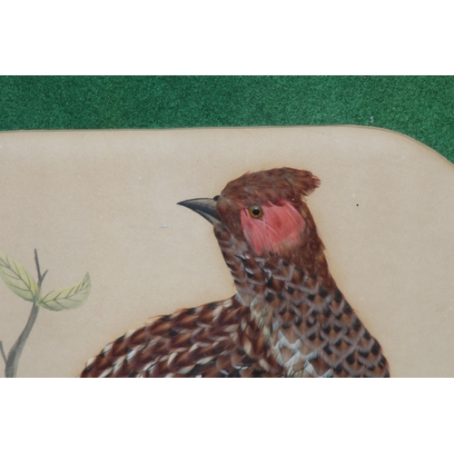 147 - QUANTITY OF BIRD PICTURES MADE FROM ORIGINAL FEATHERS (MQ)
68 X 50CM