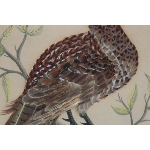 147 - QUANTITY OF BIRD PICTURES MADE FROM ORIGINAL FEATHERS (MQ)
68 X 50CM