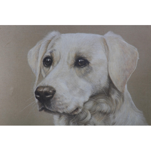 177 - 2 X PRINTS OF LABRADORS SIGNED 
70 X 60CM