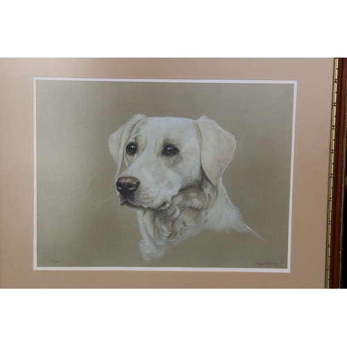 177 - 2 X PRINTS OF LABRADORS SIGNED 
70 X 60CM