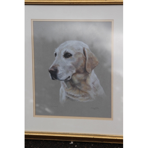 177 - 2 X PRINTS OF LABRADORS SIGNED 
70 X 60CM