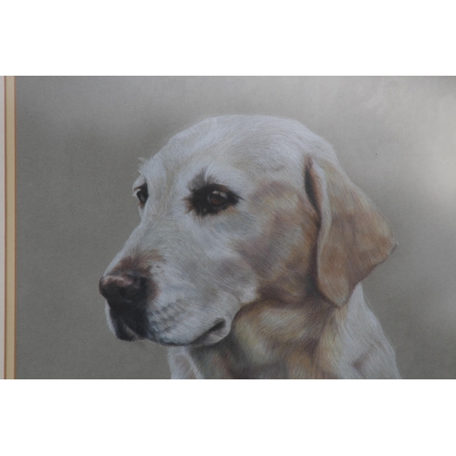 177 - 2 X PRINTS OF LABRADORS SIGNED 
70 X 60CM