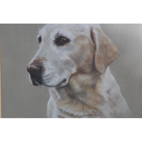 177 - 2 X PRINTS OF LABRADORS SIGNED 
70 X 60CM