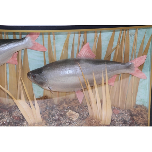 546 - DOMED FRONTED CASED DISPLAY OF TWO FISH IN REEDS
80 X 38 X 17CM