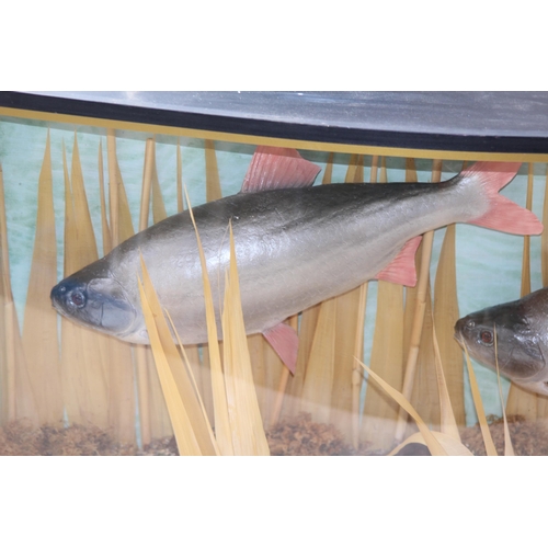 546 - DOMED FRONTED CASED DISPLAY OF TWO FISH IN REEDS
80 X 38 X 17CM