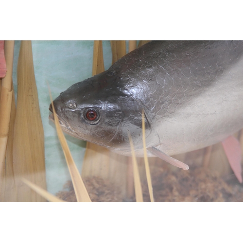 546 - DOMED FRONTED CASED DISPLAY OF TWO FISH IN REEDS
80 X 38 X 17CM