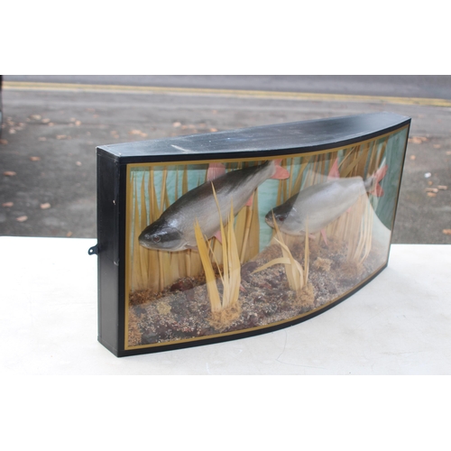 546 - DOMED FRONTED CASED DISPLAY OF TWO FISH IN REEDS
80 X 38 X 17CM