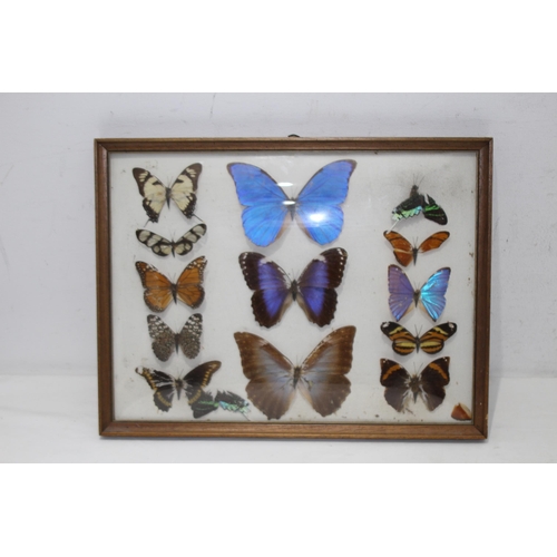 195 - DISPLAY CASE OF SELECTION OF BUTTERFLIES 
43 X 33CM