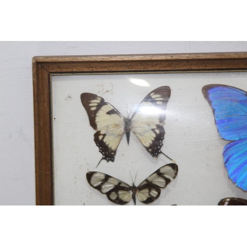 195 - DISPLAY CASE OF SELECTION OF BUTTERFLIES 
43 X 33CM