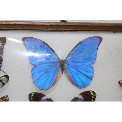 195 - DISPLAY CASE OF SELECTION OF BUTTERFLIES 
43 X 33CM