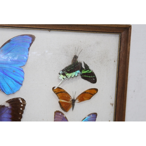 195 - DISPLAY CASE OF SELECTION OF BUTTERFLIES 
43 X 33CM