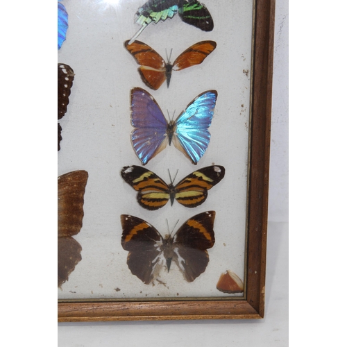 195 - DISPLAY CASE OF SELECTION OF BUTTERFLIES 
43 X 33CM