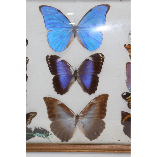 195 - DISPLAY CASE OF SELECTION OF BUTTERFLIES 
43 X 33CM