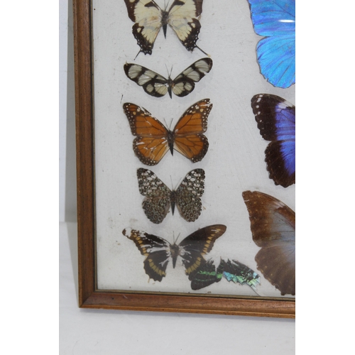 195 - DISPLAY CASE OF SELECTION OF BUTTERFLIES 
43 X 33CM