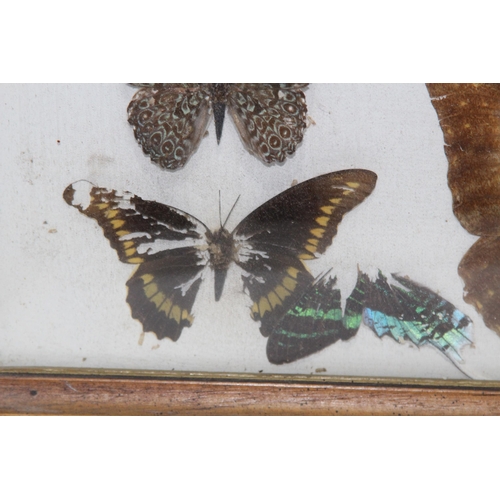 195 - DISPLAY CASE OF SELECTION OF BUTTERFLIES 
43 X 33CM