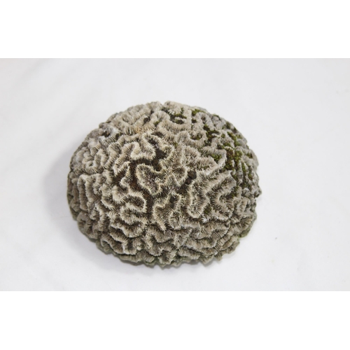 543 - PETRIFIED OR FOSSILISED BRAIN CORAL
11CM