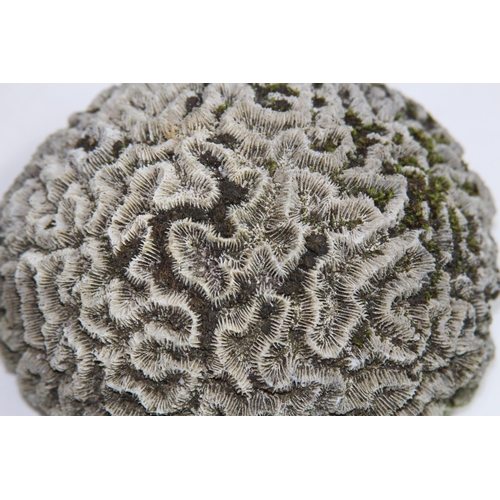 543 - PETRIFIED OR FOSSILISED BRAIN CORAL
11CM