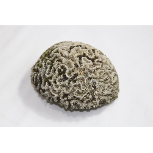 543 - PETRIFIED OR FOSSILISED BRAIN CORAL
11CM