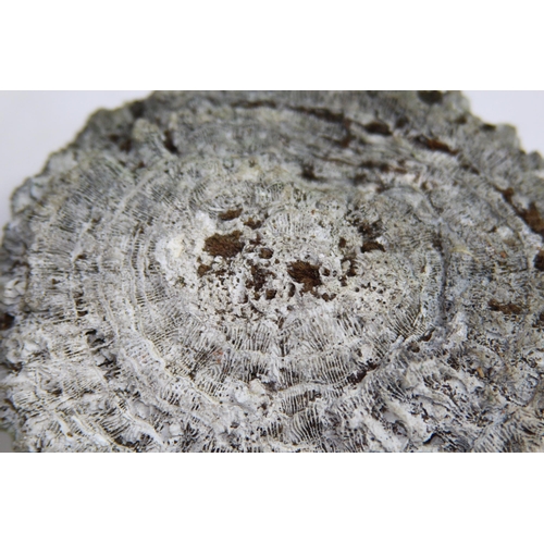 543 - PETRIFIED OR FOSSILISED BRAIN CORAL
11CM