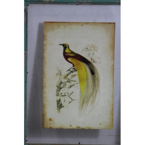 106 - 2 X FRAMED PICTURES OF EXOTIC BIRDS
46 X 36CM