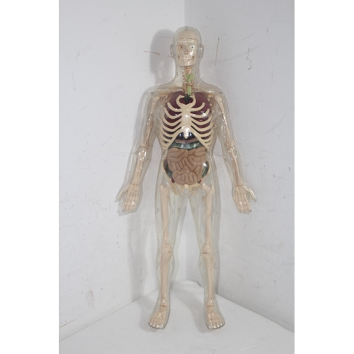 430 - ANOTOMICAL SKELETON
56CM