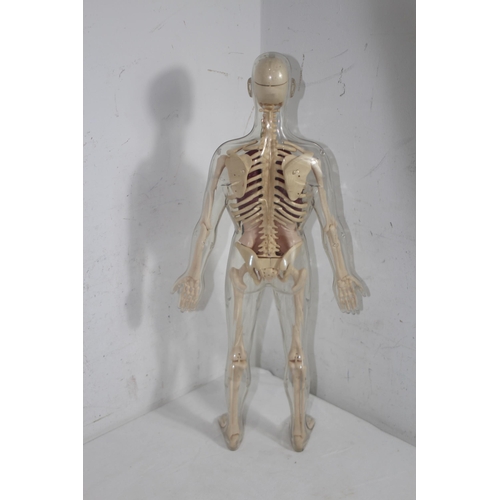 430 - ANOTOMICAL SKELETON
56CM