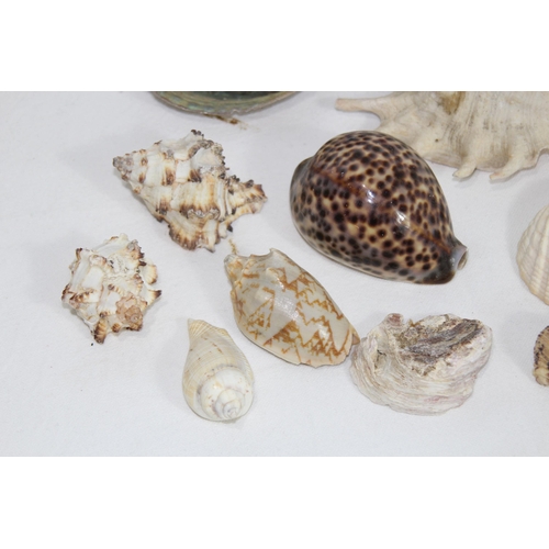 457 - QUANTITY OF MISCELLANEOUS SEA SHELLS