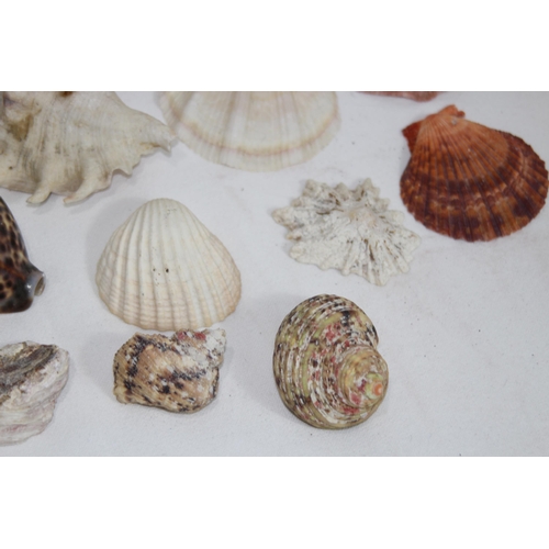 457 - QUANTITY OF MISCELLANEOUS SEA SHELLS