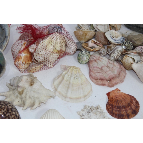 457 - QUANTITY OF MISCELLANEOUS SEA SHELLS