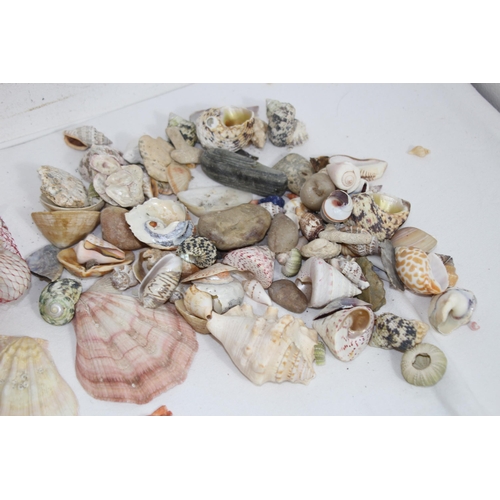 457 - QUANTITY OF MISCELLANEOUS SEA SHELLS