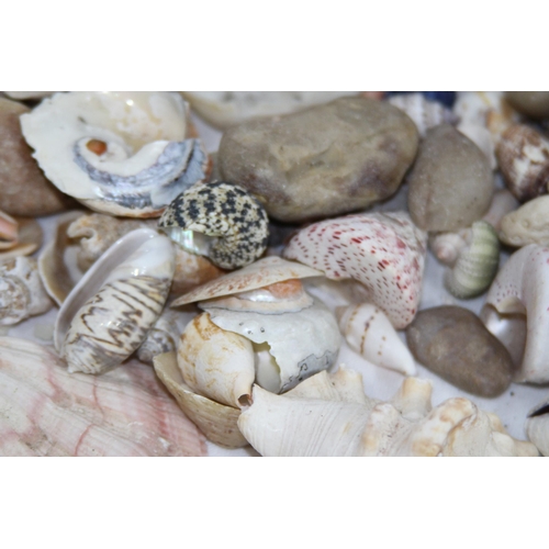 457 - QUANTITY OF MISCELLANEOUS SEA SHELLS