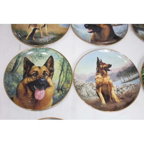 338 - QUANTITY OF DANBURY MINT PICTURE PLATES OF ALSATIAN DOGS x12